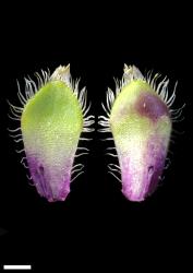 Veronica ciliolata subsp. ciliolata. Leaf surfaces, adaxial (left) and abaxial (right). Scale = 1 mm.
 Image: P.J. Garnock-Jones © Te Papa CC-BY-NC 3.0 NZ